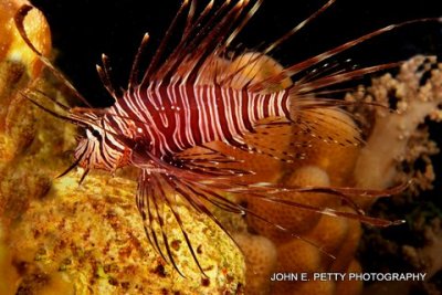 Lionfish 8.0 IMG_9478.jpg