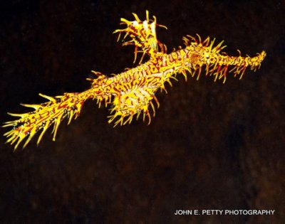 Ornate Ghost Pipefish 8.0 IMG_0118.jpg