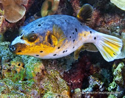 Puffer 8.0 IMG_8089.jpg