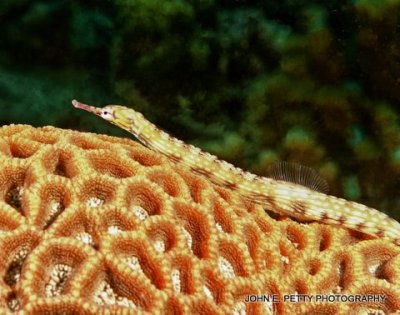 Reef Pipefish IMG_8376.jpg