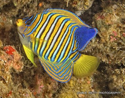 Regal Angelfish 8.0 IMG_0051.jpg