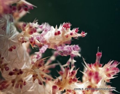 Soft Coral Crab IMG_9960.jpg