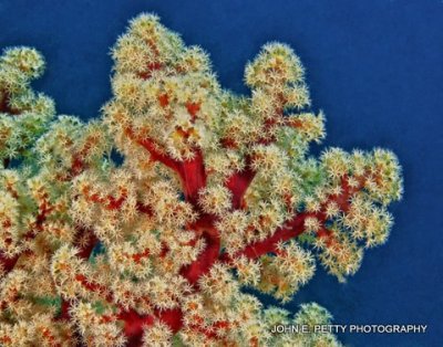 Soft Coral IMG_8331.jpg