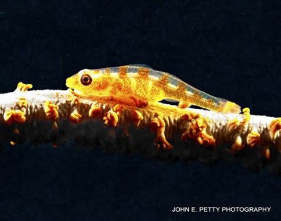 Whip Coral Goby IMG_0099.jpg