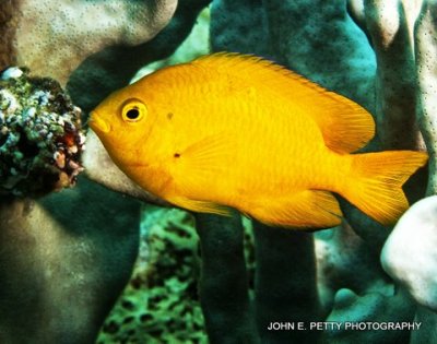 Yellow fish IMG_0066.jpg