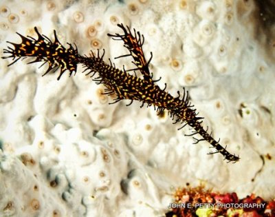 Harlequin Ghost Pipefish 8.0 IMG_8626.jpg