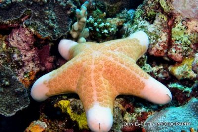 Granulated Sea Star 8.0 IMG_8216.jpg