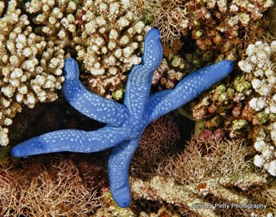 Blue Starfish IMG_8699.jpg