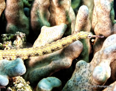 Reef Pipefish IMG_8643.jpg