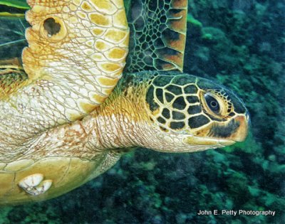 Green Turtle IMG_8582.jpg