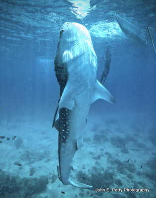 Vertical Whale Shark IMG_9763.jpg
