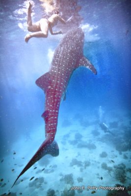 Swimming with Shark IMG_9715.jpg