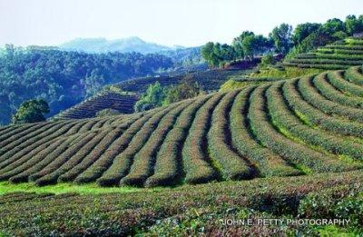 Oolong Tea Plantation_MG_7295_HDR.jpg