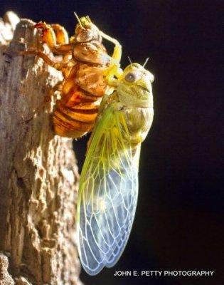 Emerging Cicada 10.5 _MG_8559.jpg