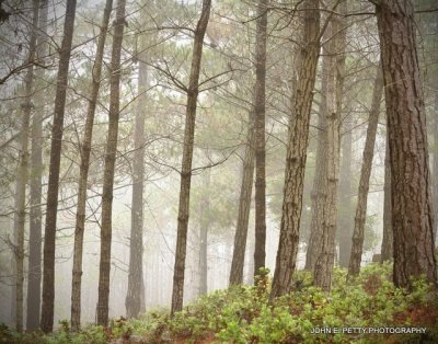 foggy morning _MG_9372.jpg