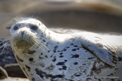 Harbor Seal_MG_9109.jpg