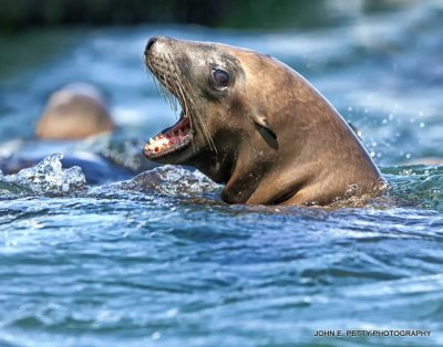 Sea Lion IMG_0275.jpg