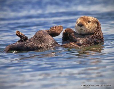 Sea Otter 4.jpg