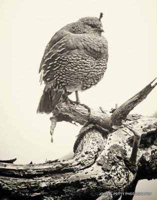 California Quail 6.5 _MG_9280.jpg