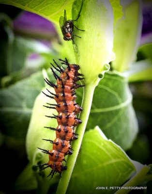 Gulf Fritillary Caterpillar_MG_0323.jpg