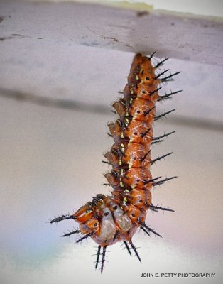 Preparing to Pupate_MG_0466.jpg