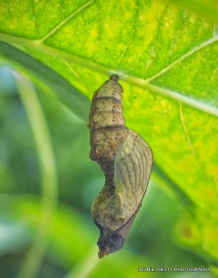 Gulf Fritillary Chrysalis_MG_0306.jpg