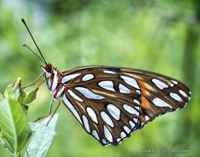 Gulf Fritillary_MG_0481.jpg