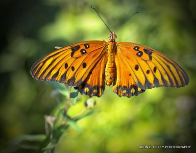 Gulf Fritillary_MG_0568.jpg