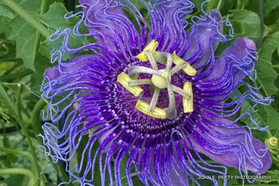 Passion Vine Flower_MG_0440.jpg