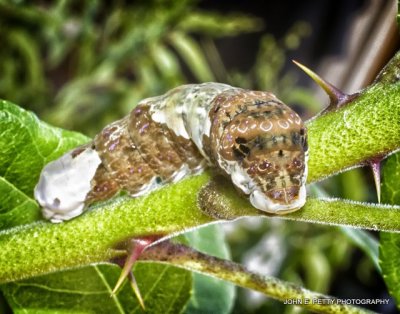 Giant Swallowtail Caterpillar_MG_0081.jpg