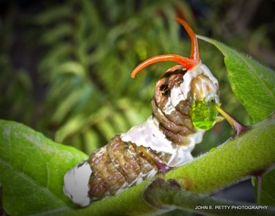 Giant Swallowtail caterpillar alarm stage_MG_0106.jpg