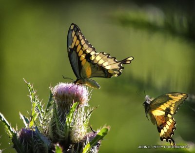 Giant Swallowtails_MG_4682.jpg