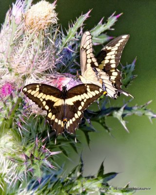 Giant Swallowtails_MG_5134.jpg