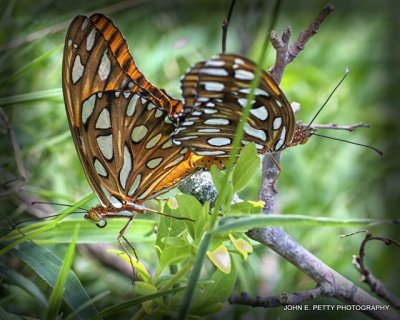 Mating Fritillaries_MG_0679.jpg