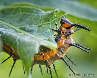 Gulf Fritillary caterpillar_MG_0789.jpg