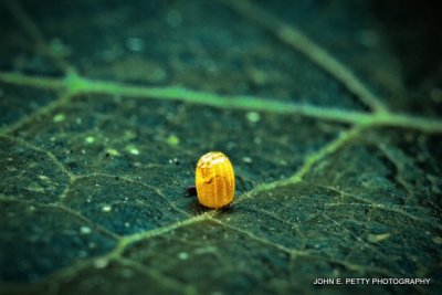 Gulf Fritillary egg_MG_0861.jpg