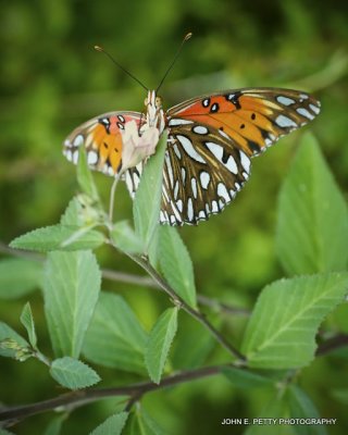 Gulf Fritillary_MG_0695.jpg