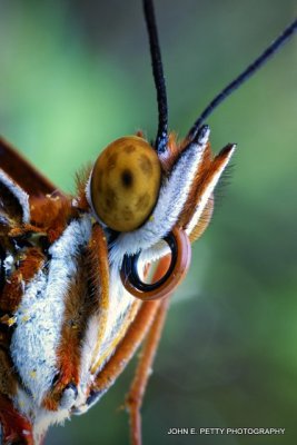 Gulf Fritillary face_MG_0805.jpg