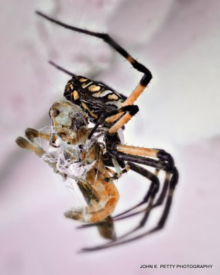 Garden Spider_MG_0909.jpg