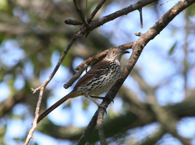 Long-billed Thrasher, Blucher Park