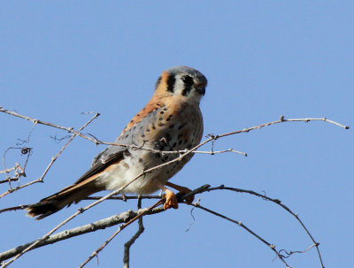 American Kestrel