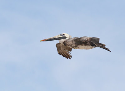 Brown Pelican, Port Aransas