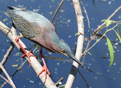 Green Heron, Paradise Pond