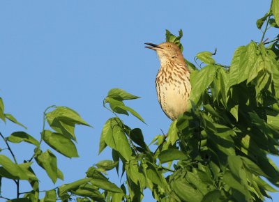 Brown Thrasher