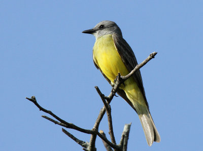 Couch's Kingbird, Hilltop Community Center