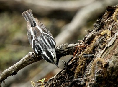 Black and White Warbler, Paradise Pond