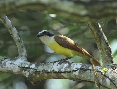 Great Kiskadee, Blucher Park