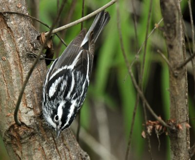 Black and White Warbler, Paradise Pond
