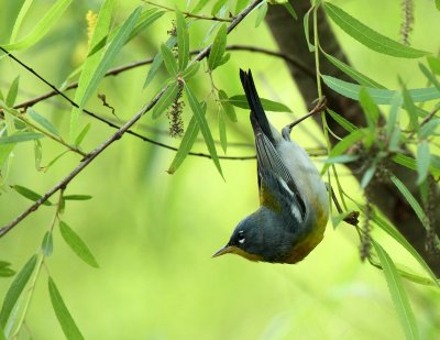 Northern Parula, Paradise Pond