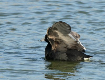 American Coot, Birding Center